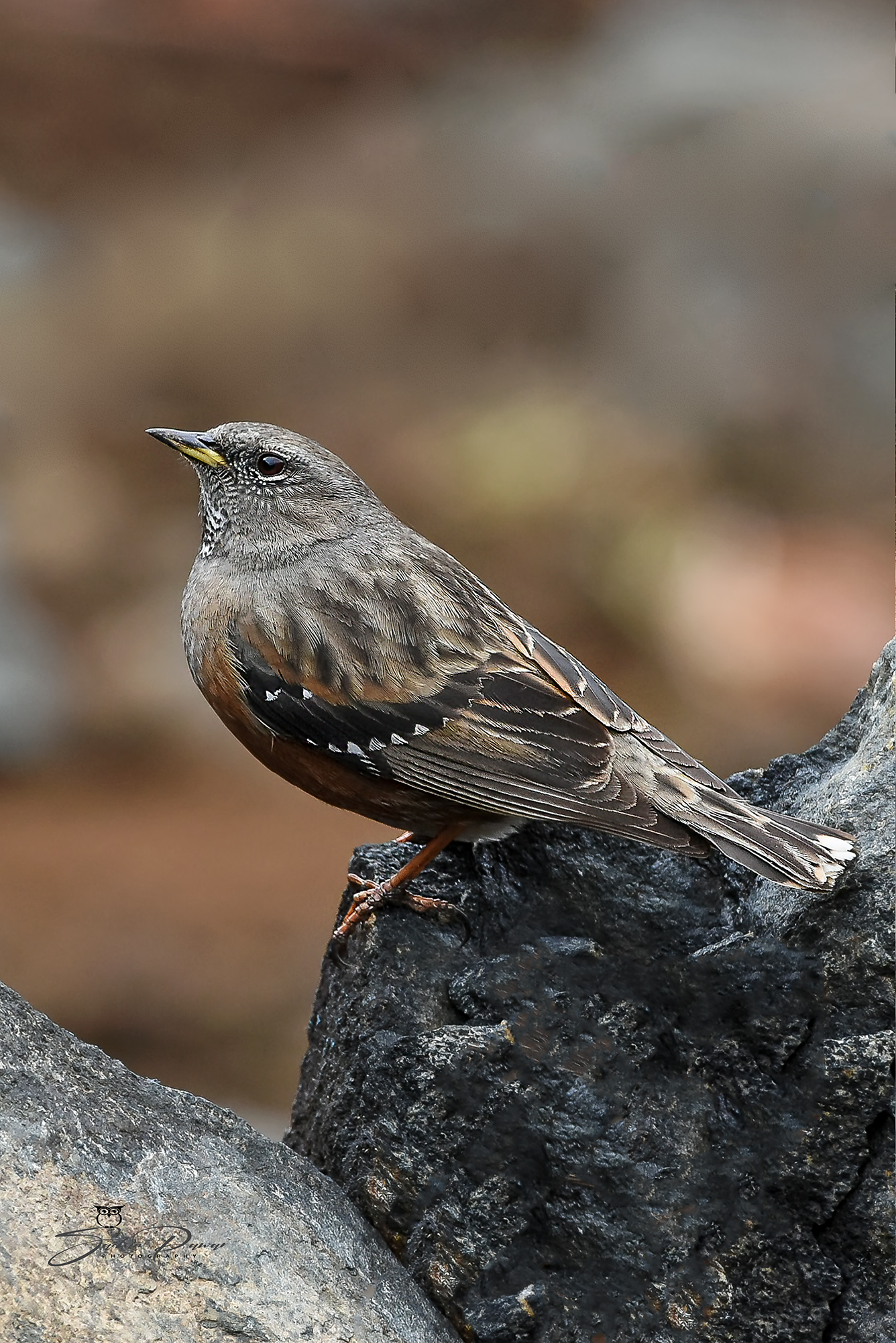 Alpine Accentor